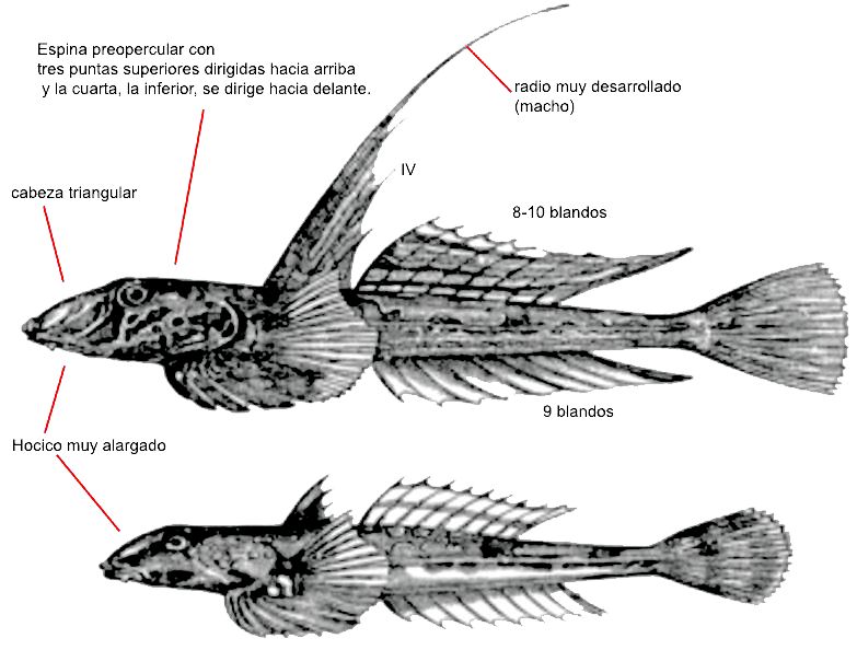 Callionymus lyra_01.jpg
